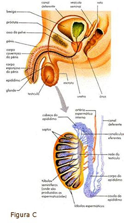 Anatomia do Sistema Reprodutor Masculino