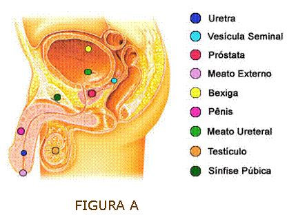 Anatomia do Sistema Reprodutor Masculino