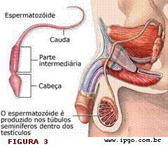 Espermatoz�ide Humano
