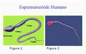 Espermatoz�ide Humano
