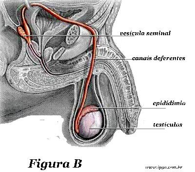 Anatomia do Sistema Reprodutor Masculino