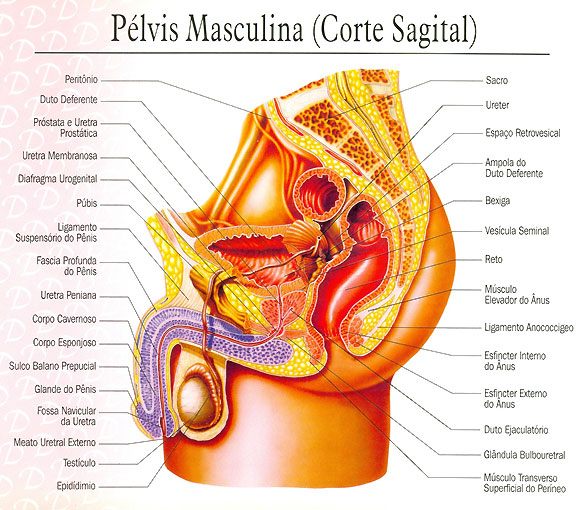 Plvis masculina